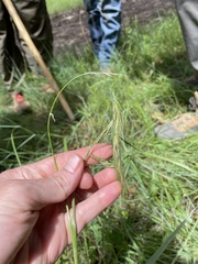 Elymus longifolius, photograph (c) Martin Purdy, some rights reserved (CC BY)