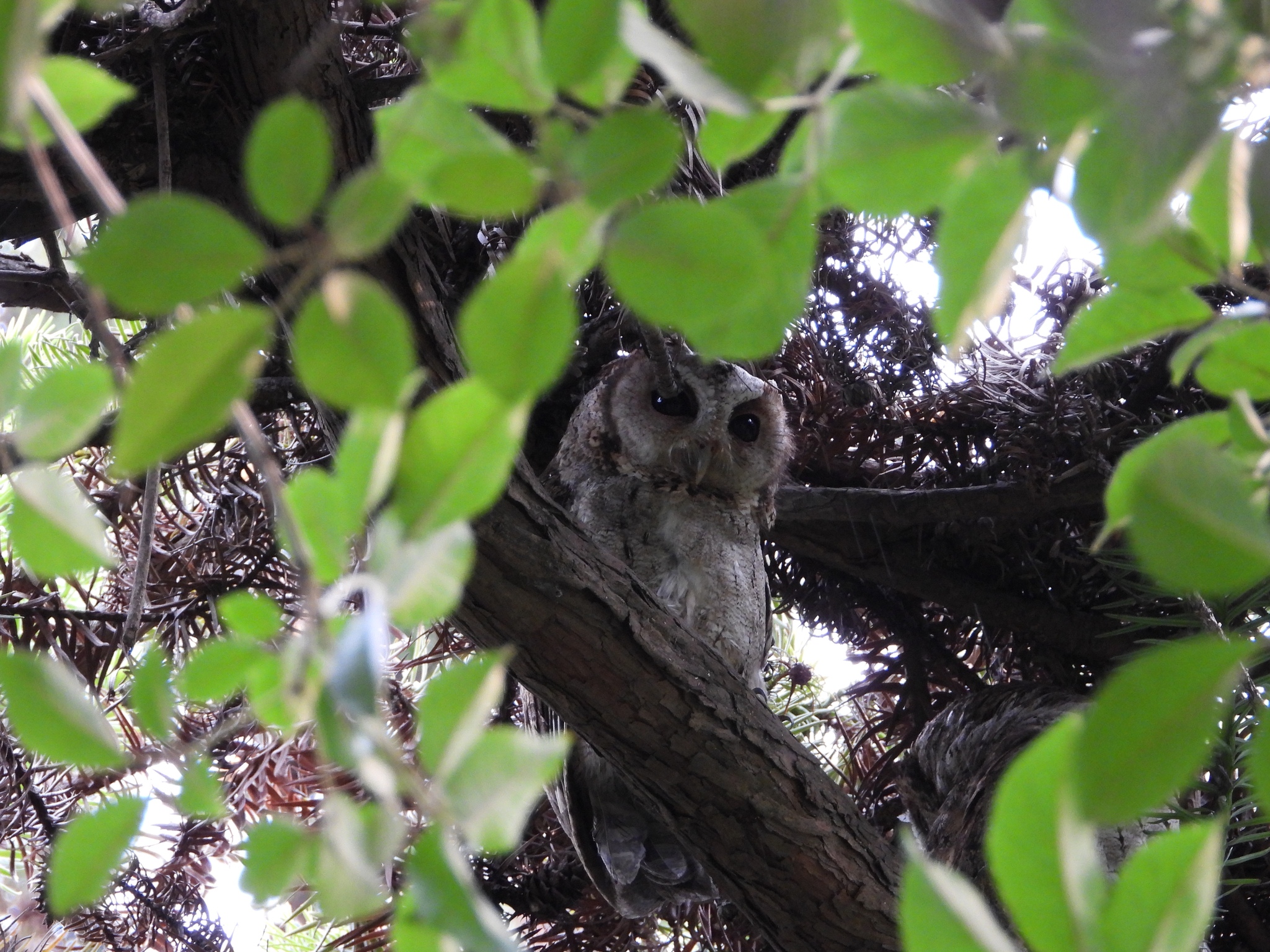 Collared Scops Owl