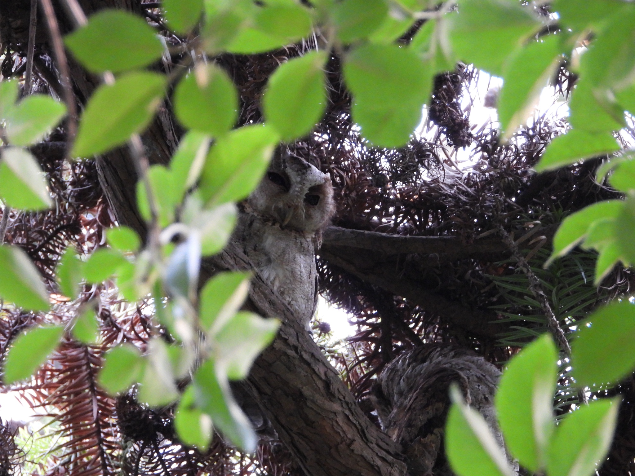 Collared Scops Owl