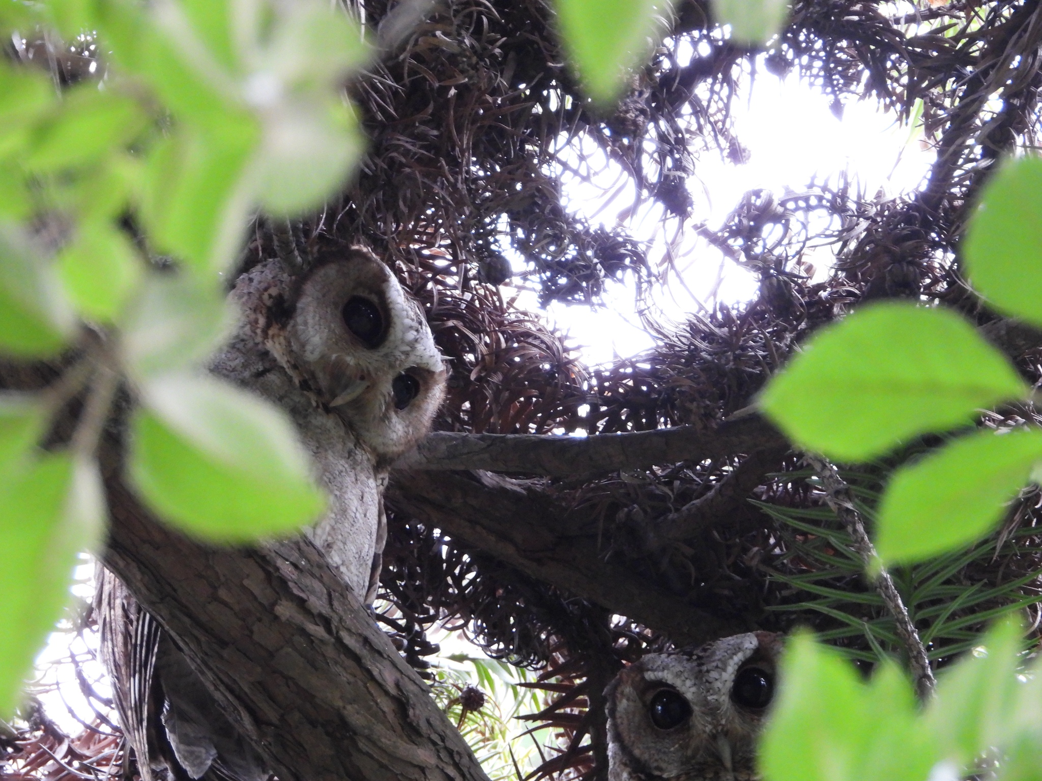 Collared Scops Owl