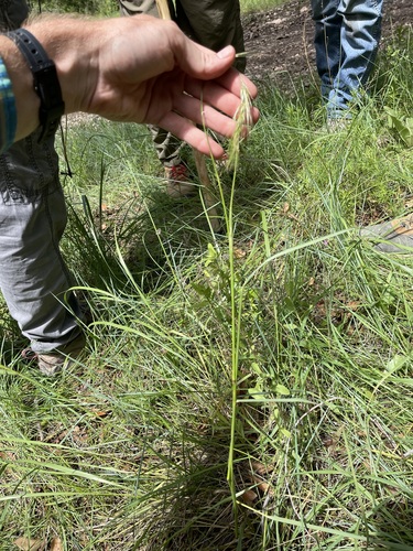 Elymus longifolius, photograph 4