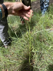 Elymus longifolius, photograph (c) Martin Purdy, some rights reserved (CC BY)