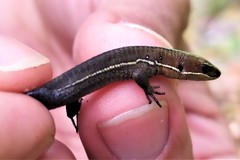 Pholidobolus vertebralis