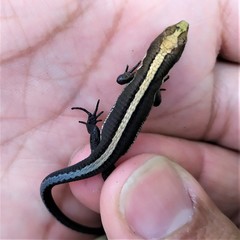 Pholidobolus vertebralis