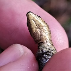 Pholidobolus vertebralis