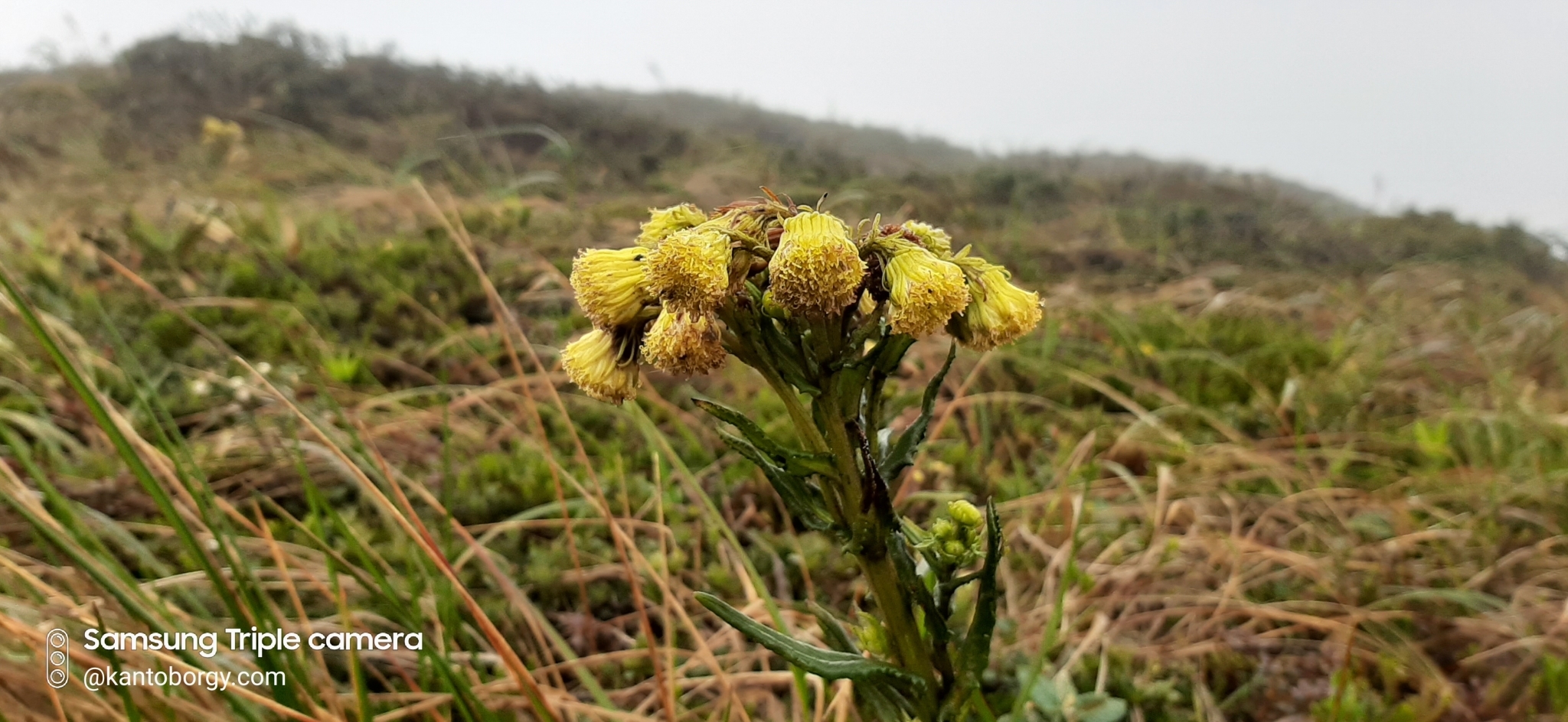Senecio chionogeton image