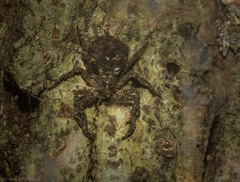 Stephanopis carcinoides