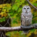 Wood Owls and Allies - Photo (c) Kyle Tansley, some rights reserved (CC BY-NC), uploaded by Kyle Tansley