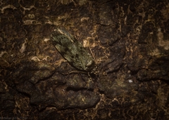 Barea subviridella
