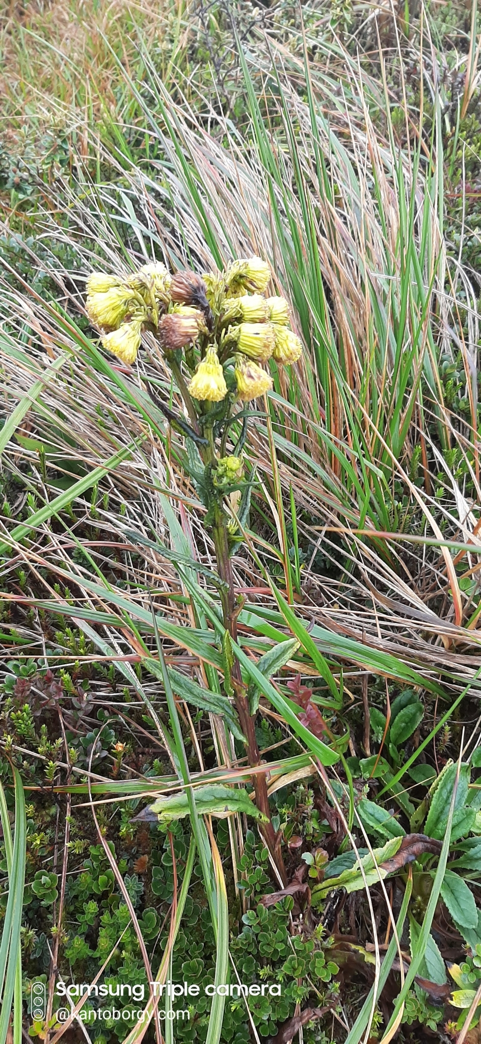 Senecio chionogeton image