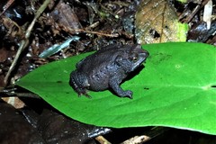 Rhinella ruizi
