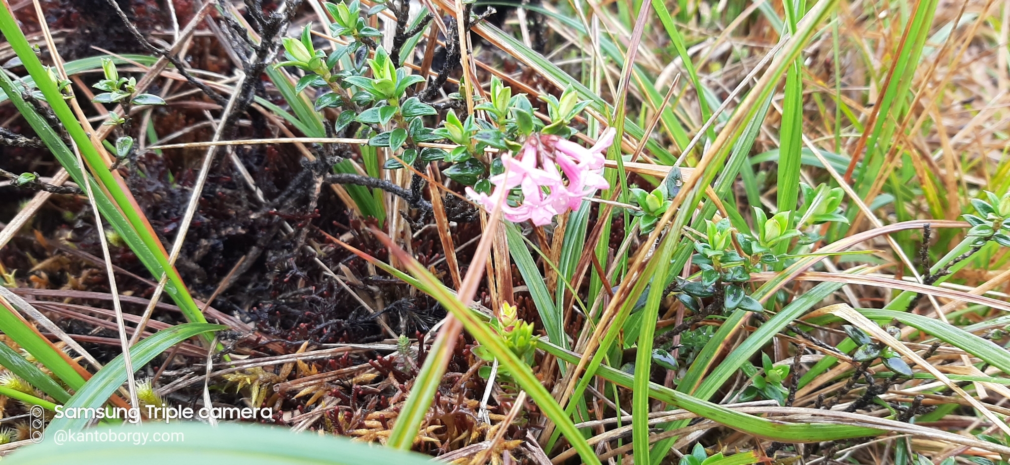 Arcytophyllum image