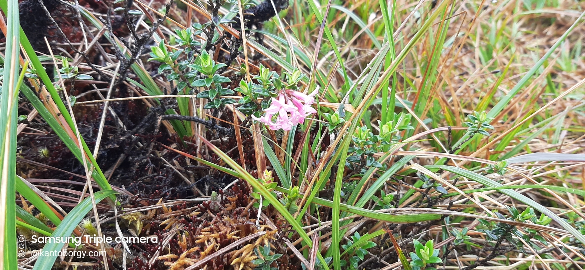 Arcytophyllum image