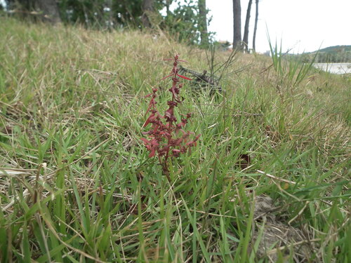 Ammannia multiflora iNat (1)
