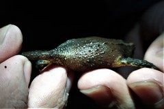 Rhinella ruizi