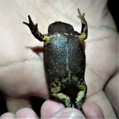 Rhinella ruizi