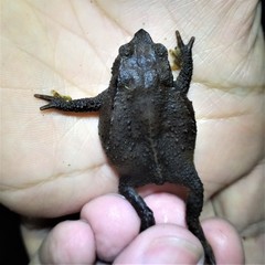 Rhinella ruizi