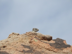 Ammospermophilus interpres