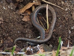 Batrachoseps gavilanensis