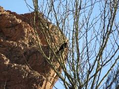 Knipolegus aterrimus