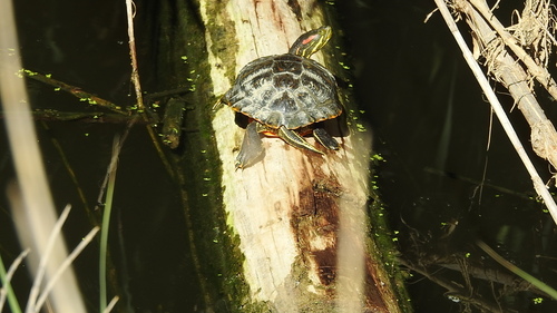 Trachemys scripta