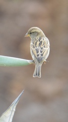 Passer domesticus