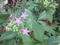Pentas