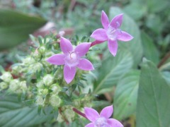 Pentas