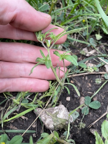 Wishbone Fiddleleaf (Nama dichotoma)