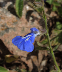 Salvia monantha