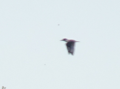 Belted Kingfisher photographed in Kansas