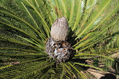 Dioon purpusii