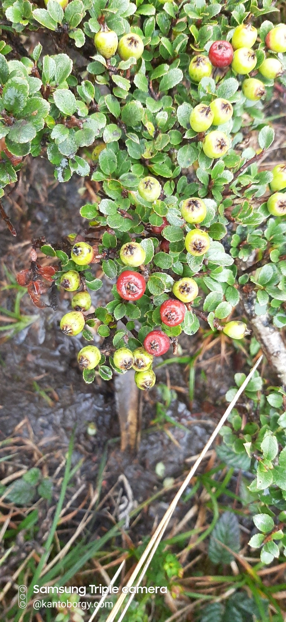 Hesperomeles obtusifolia image