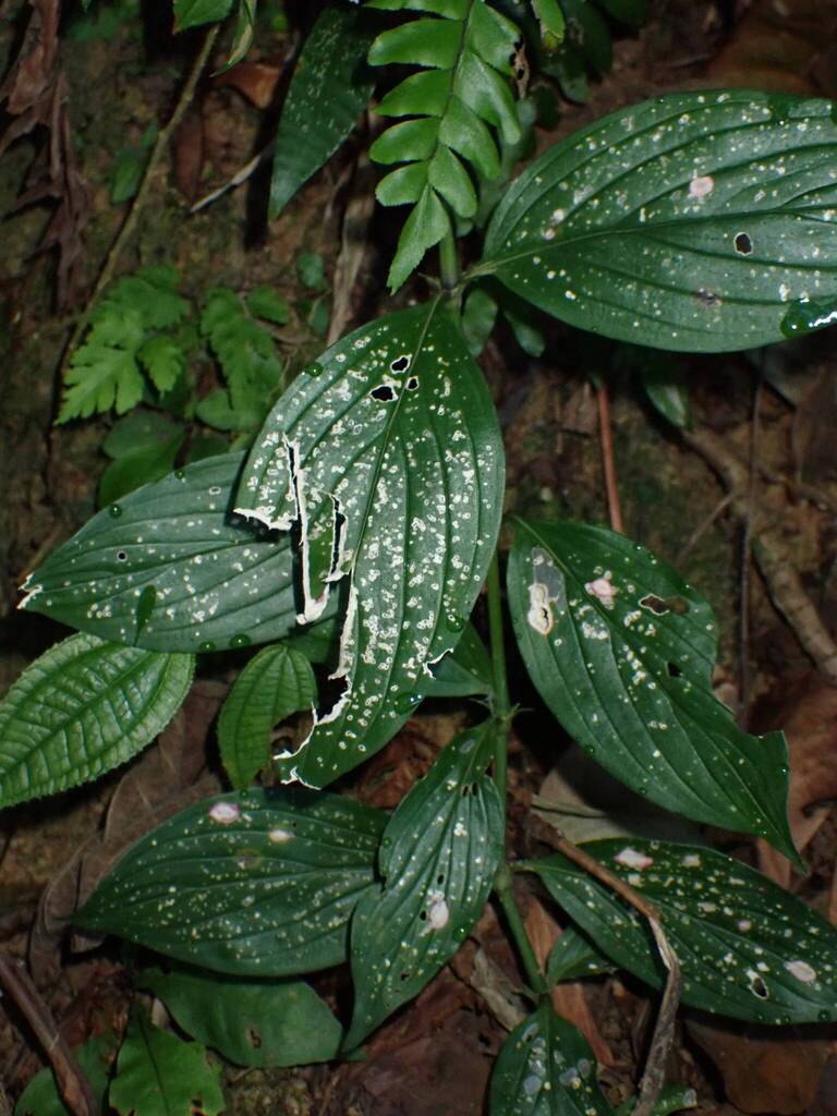 Hedyotis capitellata (Hedyotis capitellata)
