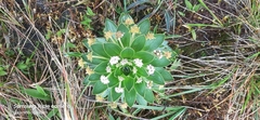 Valeriana convallarioides image