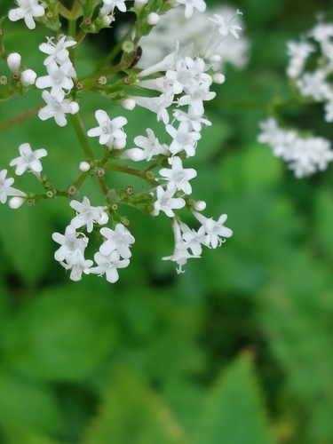 Octoploid valerian (Valeriana excelsa)