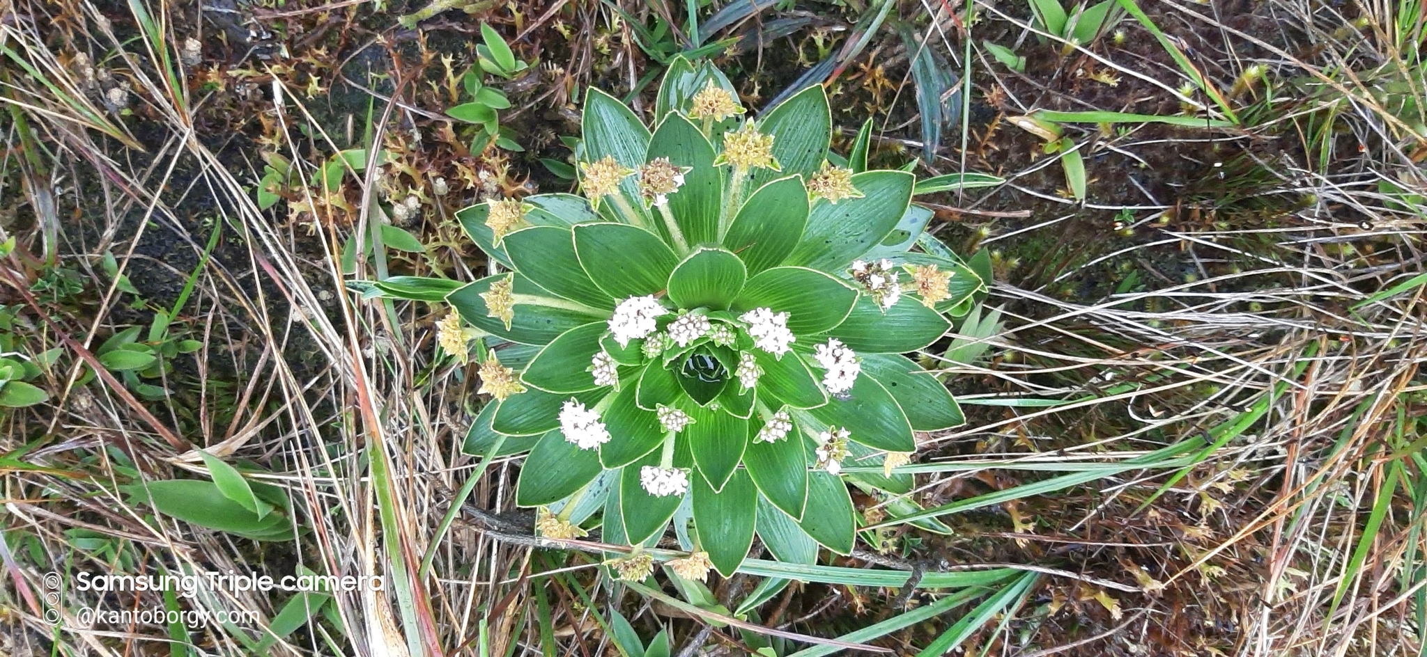 Valeriana convallarioides image