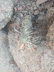 Tephrocactus articulatus