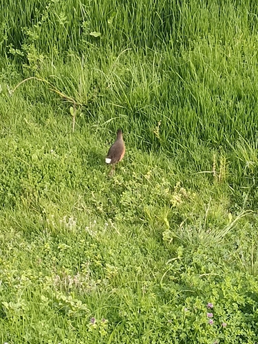 Rouget's Rail