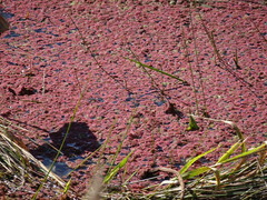 Azolla caroliniana
