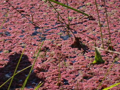 Azolla caroliniana