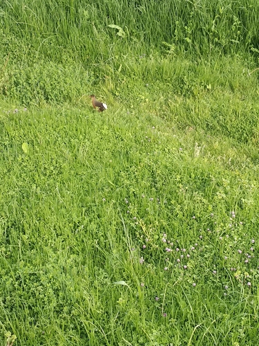 Rouget's Rail