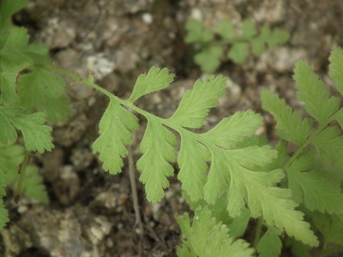 Dennstaedtia hirsuta iNat (3)