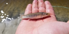 Fundulus similis