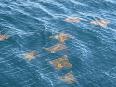 Rhinoptera steindachneri