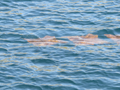 Rhinoptera steindachneri