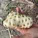 Noni