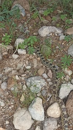 Mexican Bull Snake