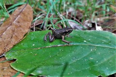 Leucostethus fraterdanieli