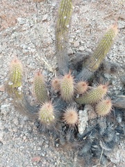Trichocereus strigosus